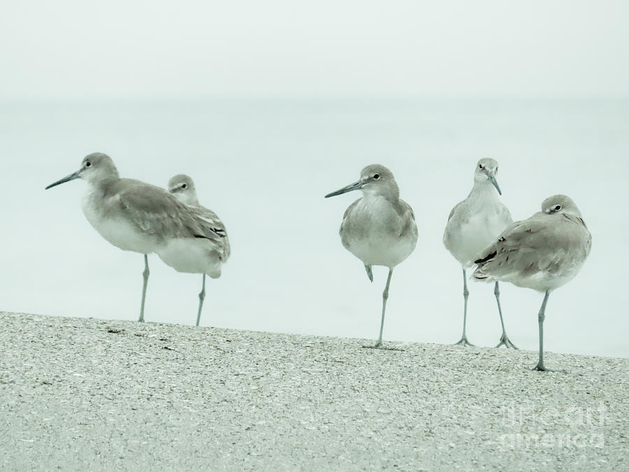 The Willet 5 Photograph by Eddy Mann