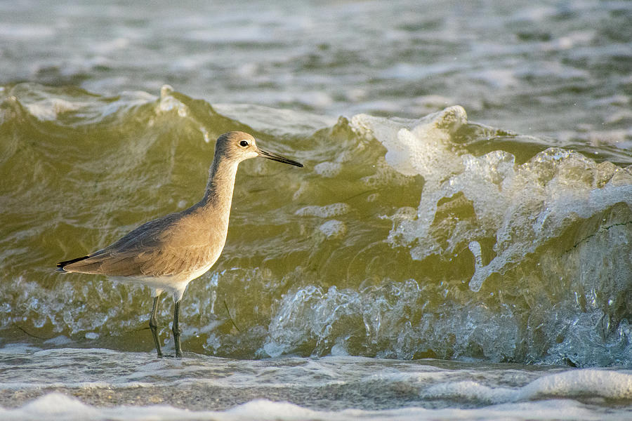 The Willet and the Wave Photograph by Mary Ann Artz