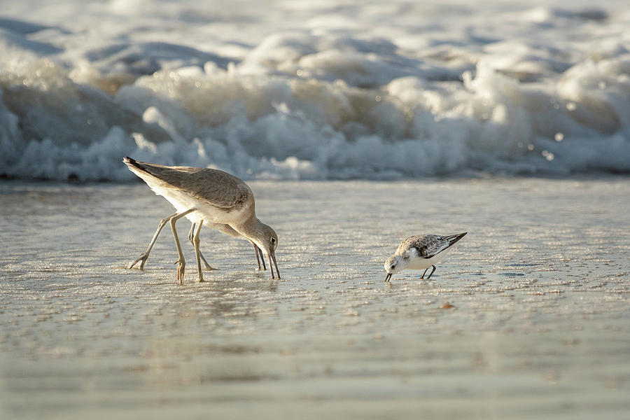 The Willets And The Sanderling Photograph