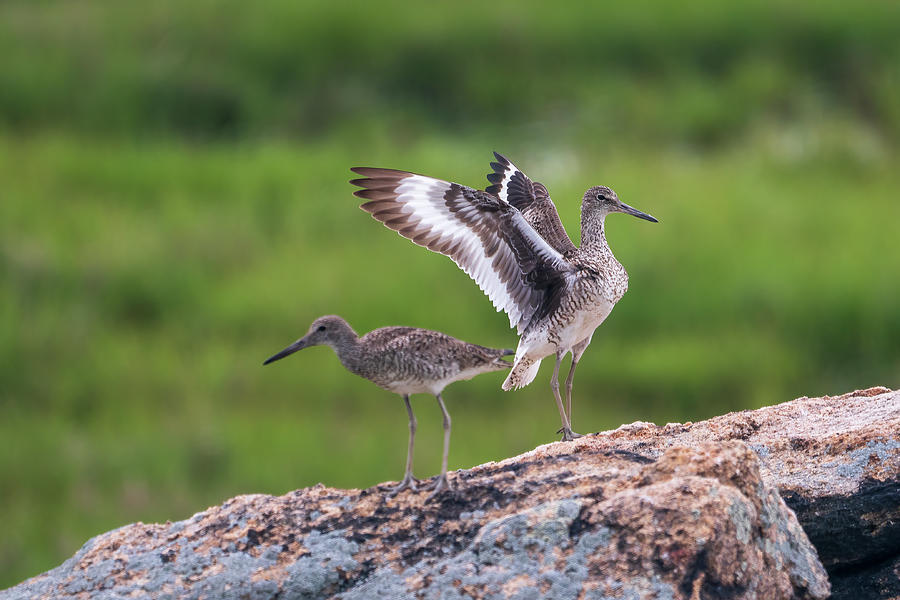 The Willets Photograph by Kyle Lee