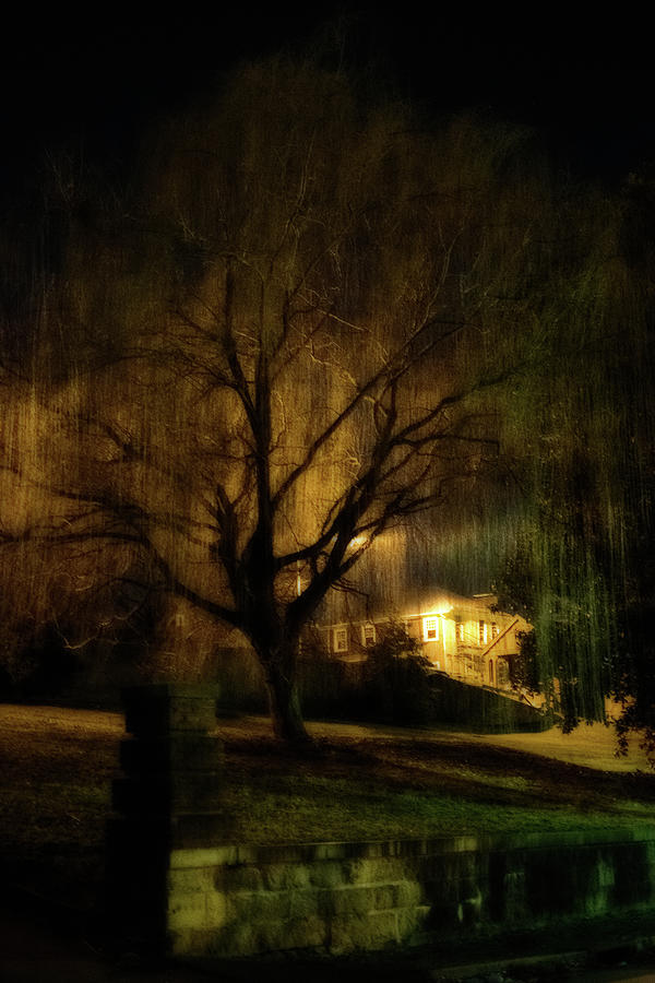 willow trees at night