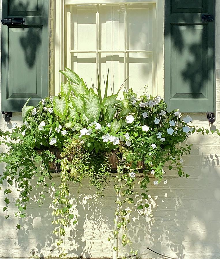 The Window Box Photograph by Mary Catherine James - Fine Art America