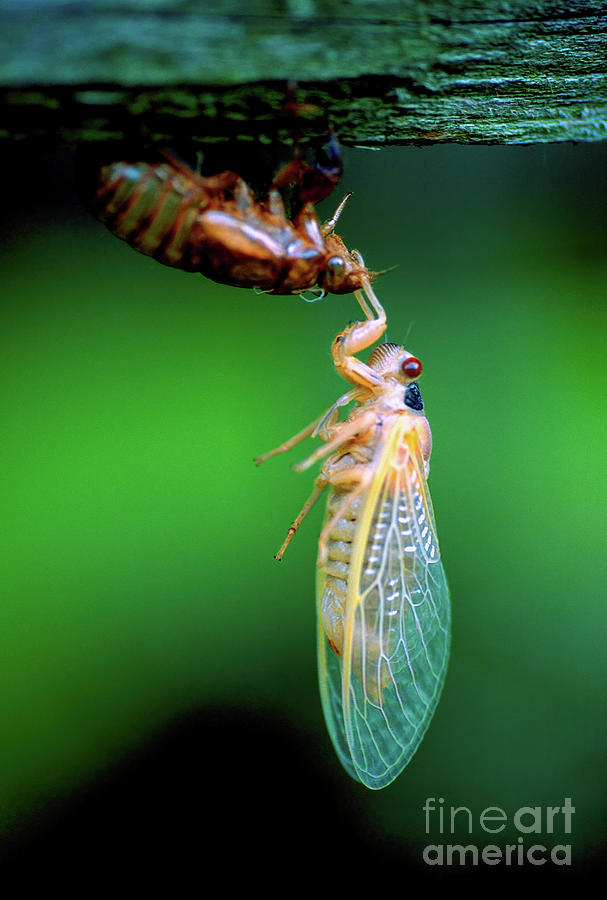 The wings of a Brood X cicada nymph have opened and dried as the insect clings to its shell in 2004  Photograph by William Kuta