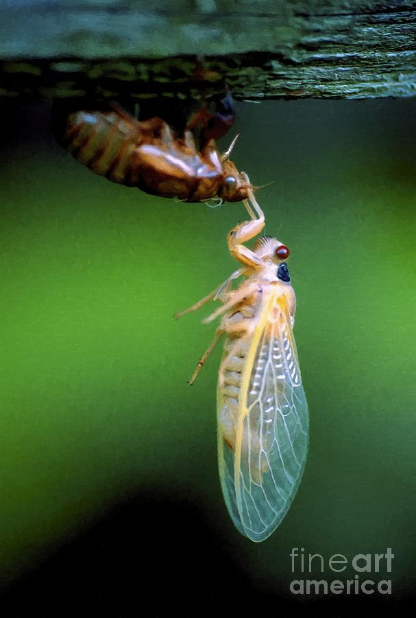 The wings of a Brood X cicada nymph have opened and dried as the insect clings to its shell Photograph by William Kuta