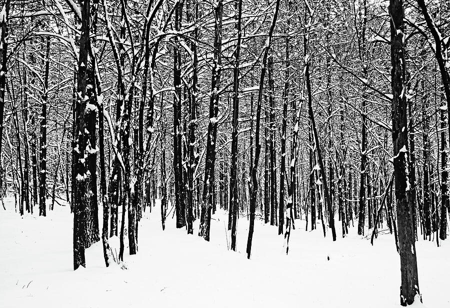 Winter Photograph - The Winter Forest Black And White by Debbie Oppermann