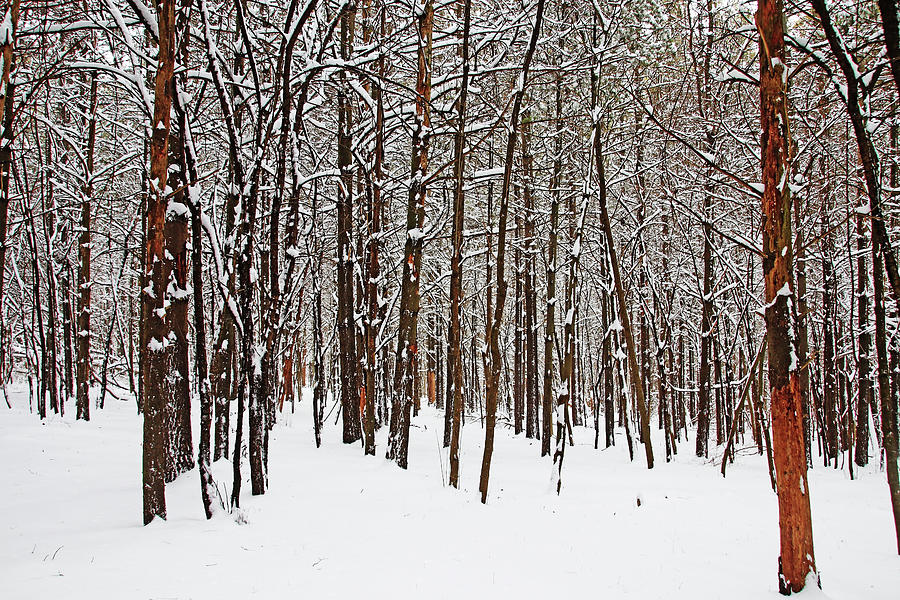 The Winter Forest Photograph