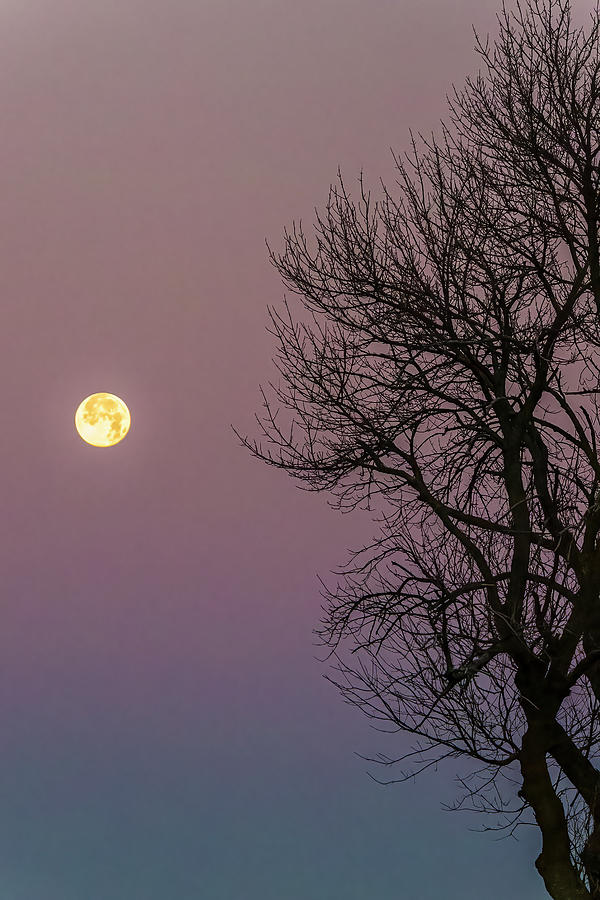 The Winter Moon Photograph by Ray Silva