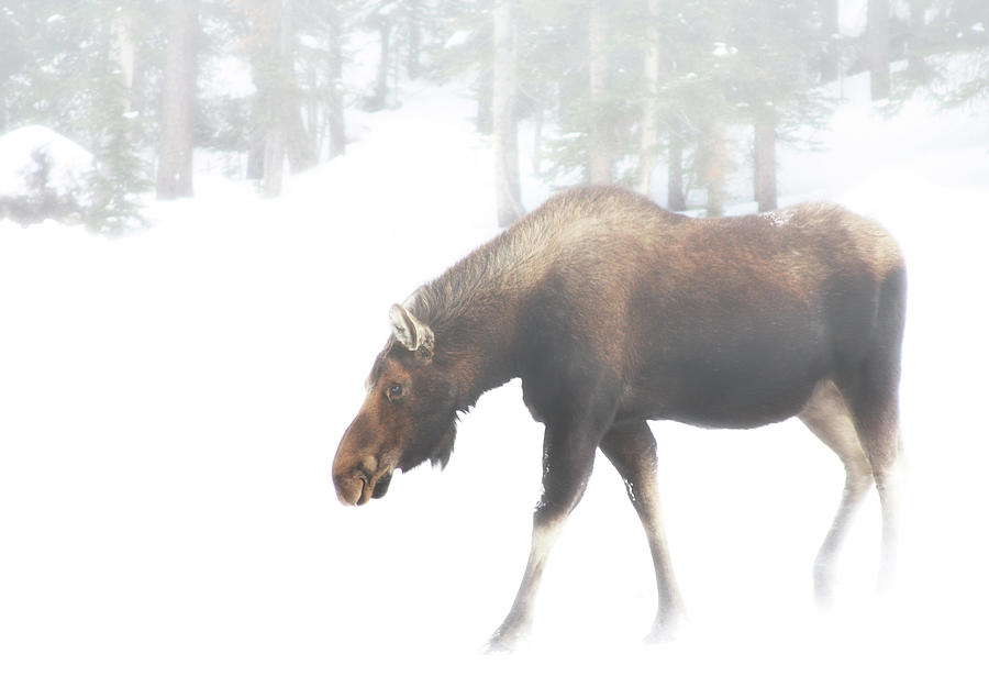 The Winter Moose  Photograph by Brian Gustafson