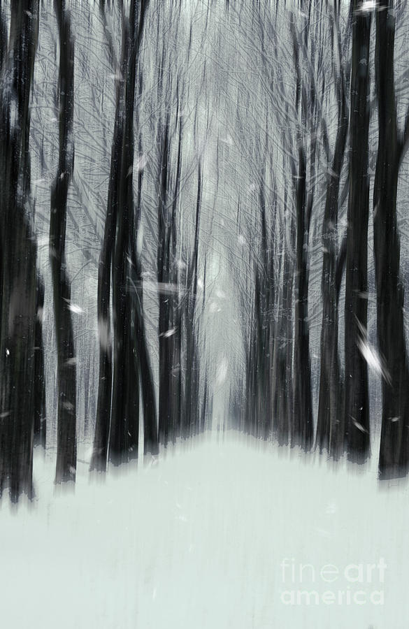 The Winter Wood II Photograph by David Lichtneker