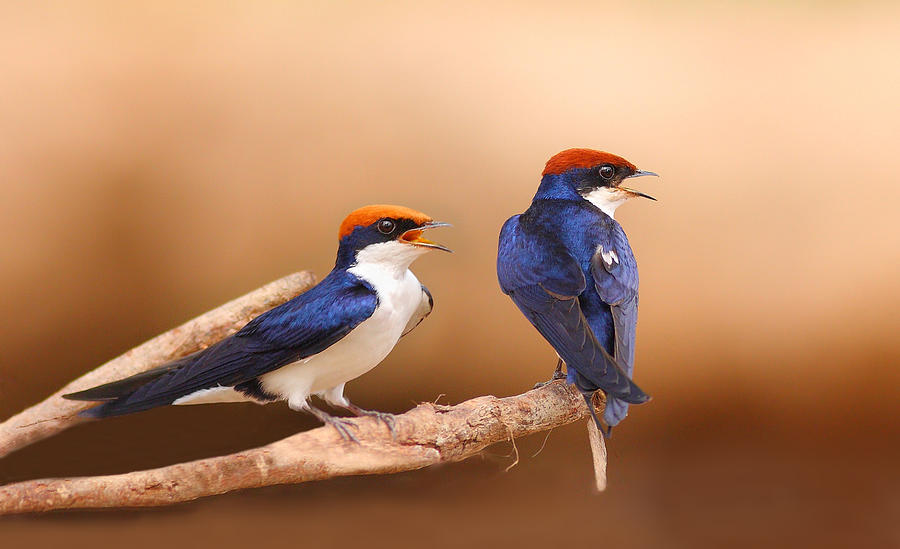 The Wire-tailed Swallow Photograph by Zahoor Salmi