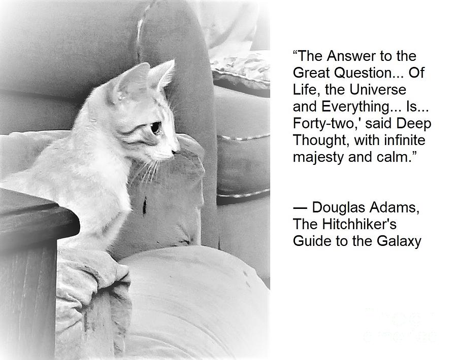 The Wisdom Of Cats - The Answer Is 42 Photograph