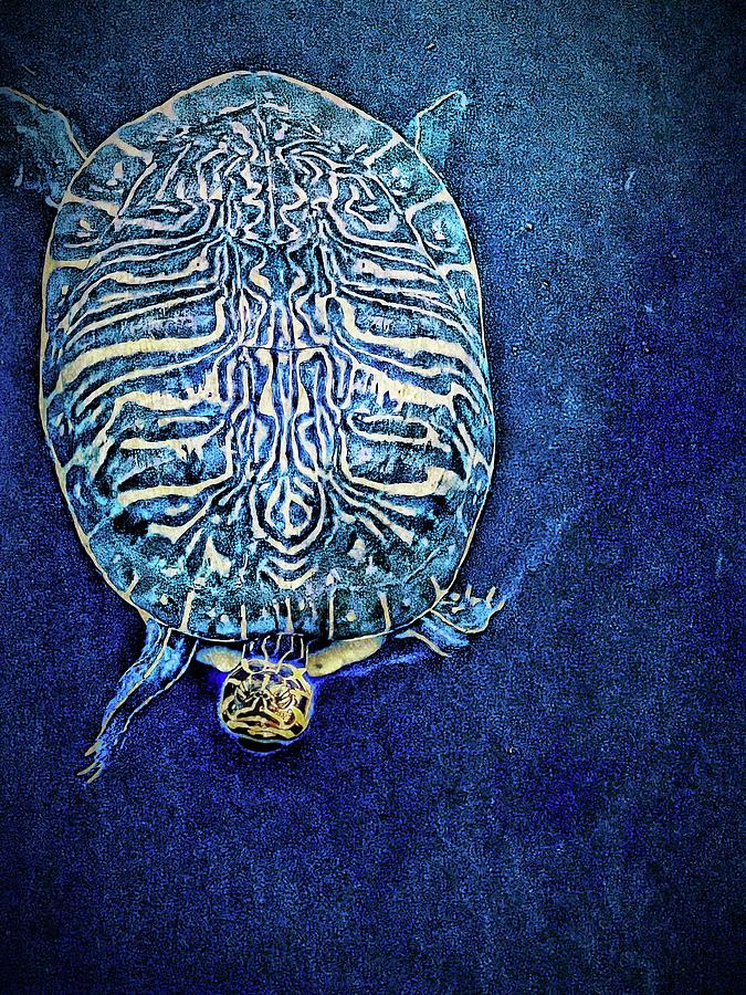 Turtle Digital Art - The Wisdom of the Sea Turtle by Pamela Storch