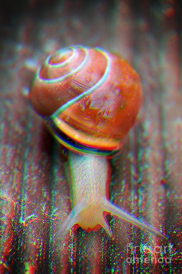 The Wobbly Snail Photograph by Claudia Zahnd-Prezioso