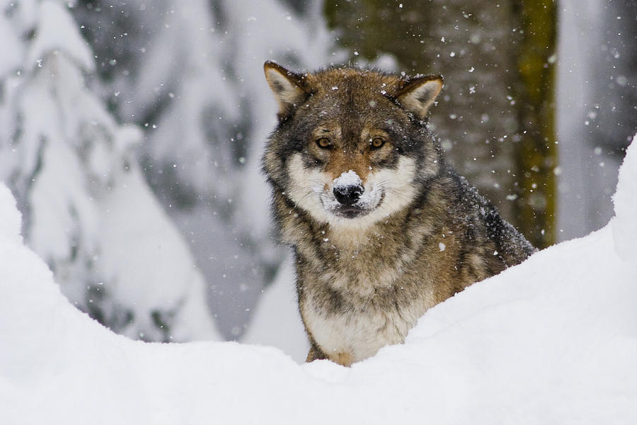 The wolf Photograph by Daniele Carotenuto Photography