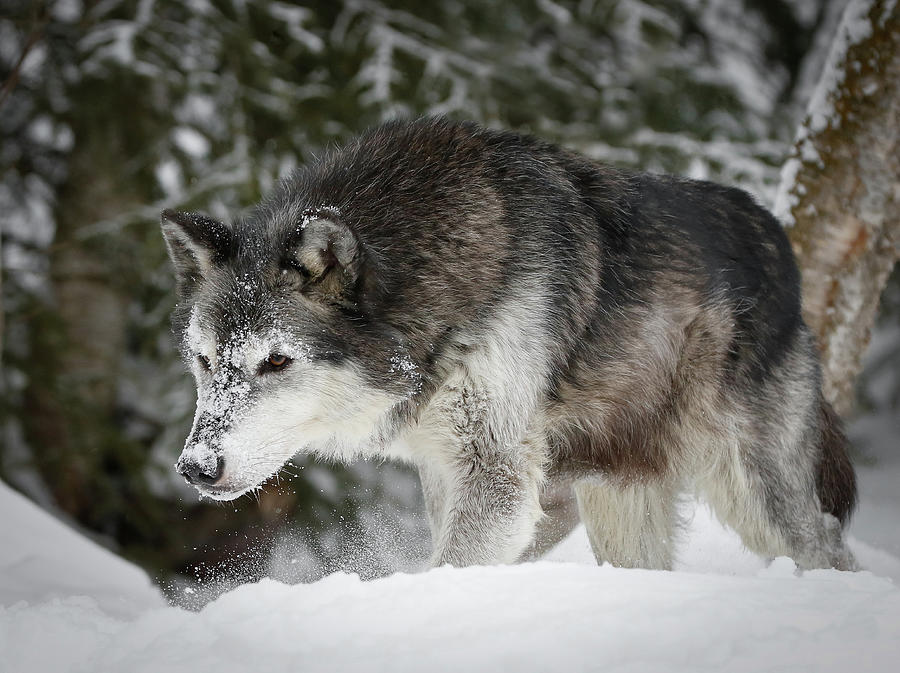 The Wolf Hunter Photograph by Athena Mckinzie | Fine Art America