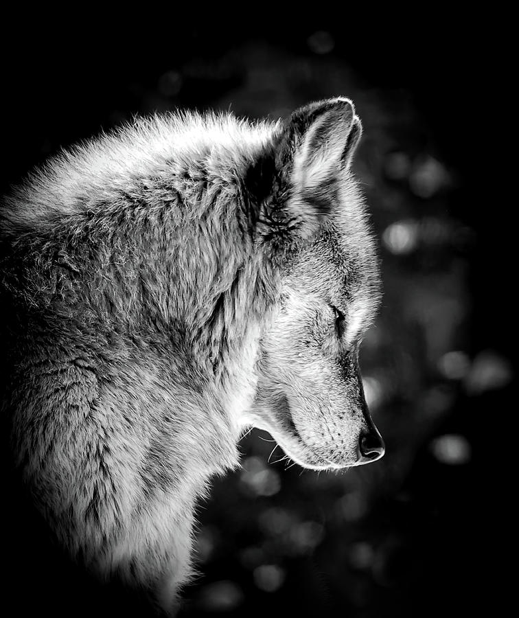 The Wolf Profile Photograph