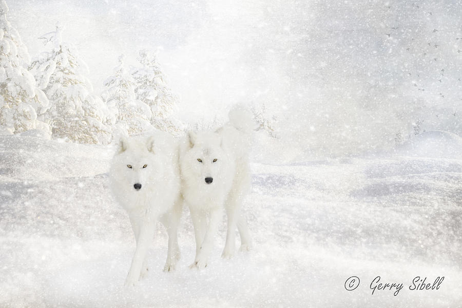Nature Photograph - The wolves go marching two by two, hurrah, hurrah by Gerry Sibell