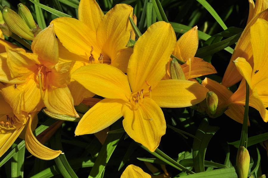 The wonderful yellow lily Photograph by John Duquette - Fine Art America