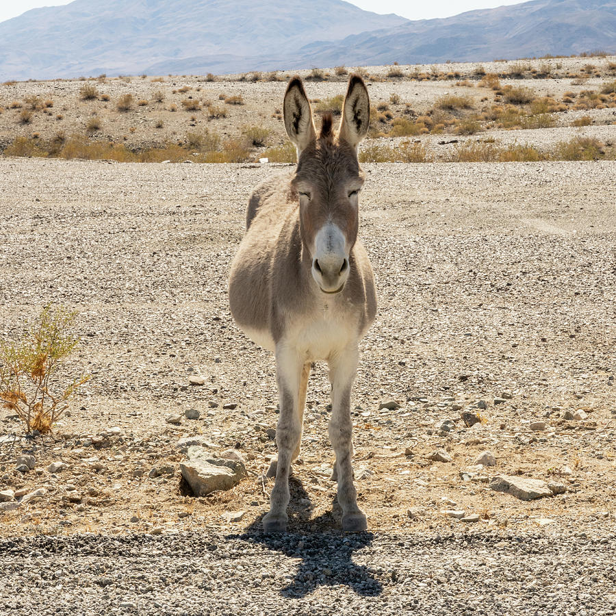 The Wonky Donkey Photograph by Kelly VanDellen