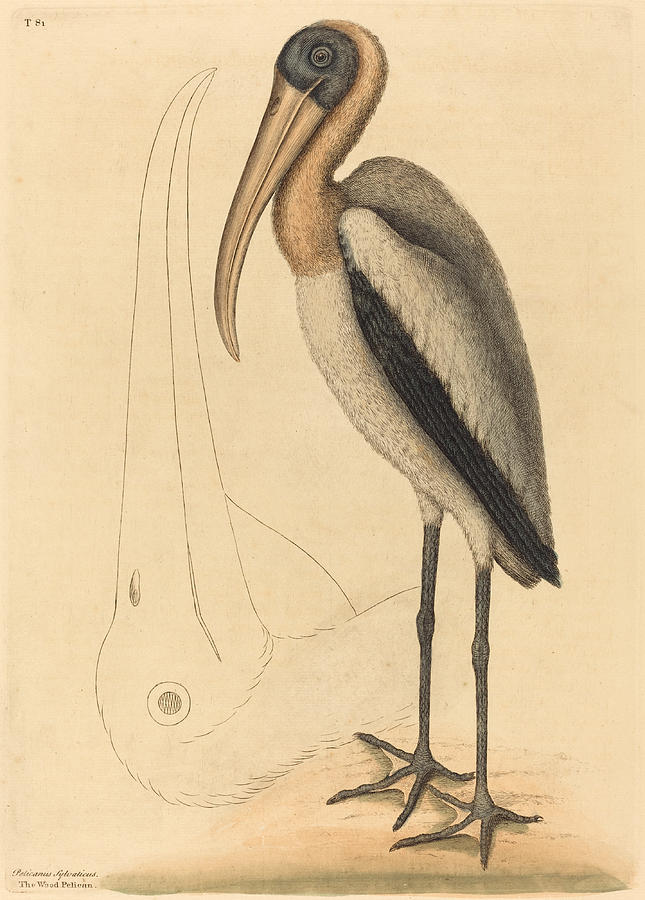The Wood Pelican, Tantalus Loculator Drawing by Mark Catesby