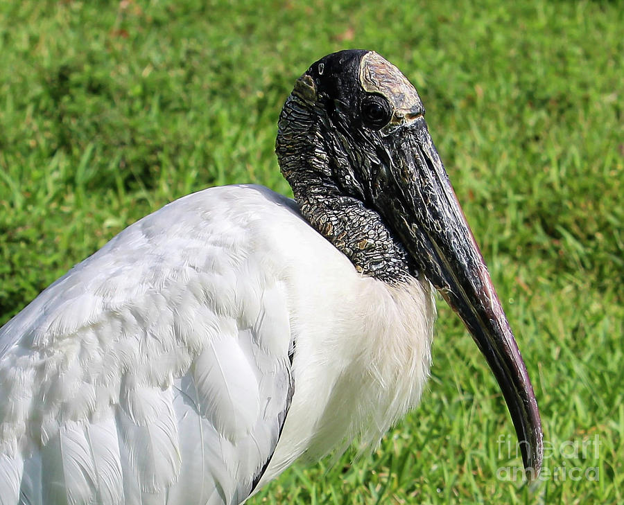 The Wood Stork Photograph by Joanne Carey