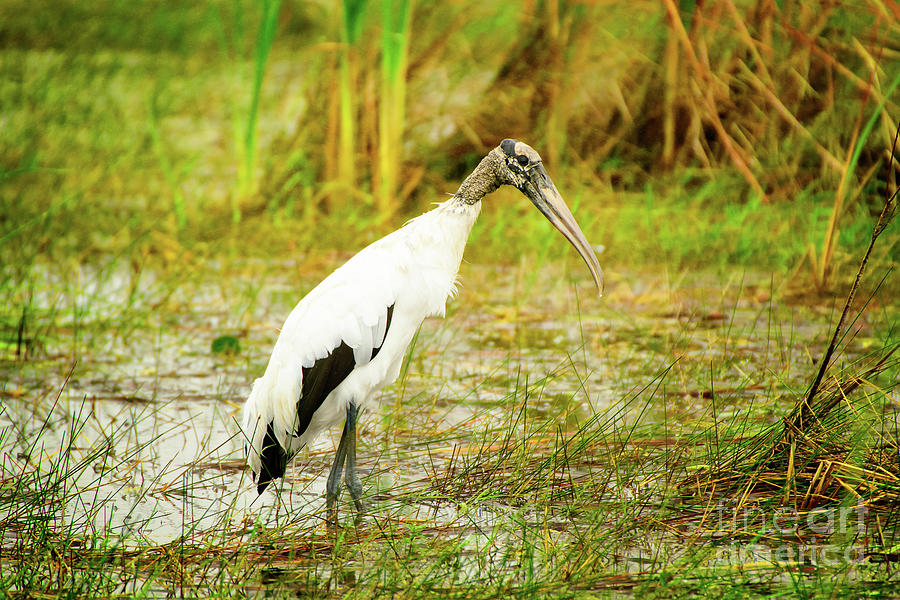 The wood stork  Photograph by Venura Herath