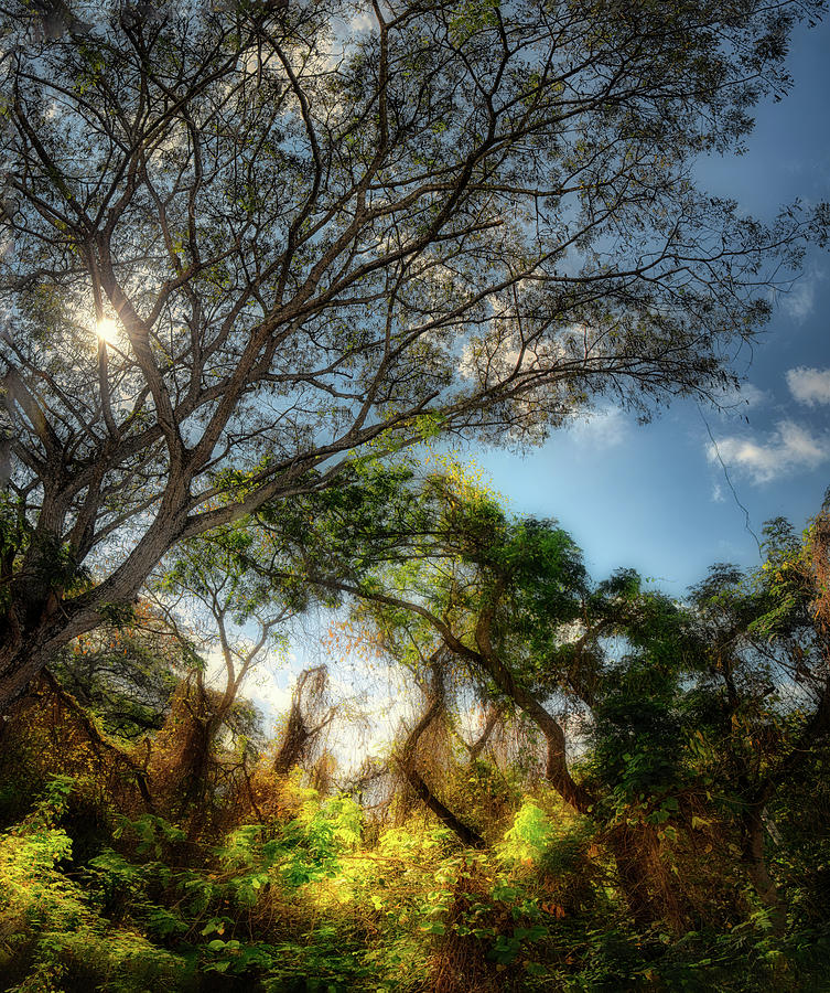 The Woodland near Yara Photograph by Micah Offman