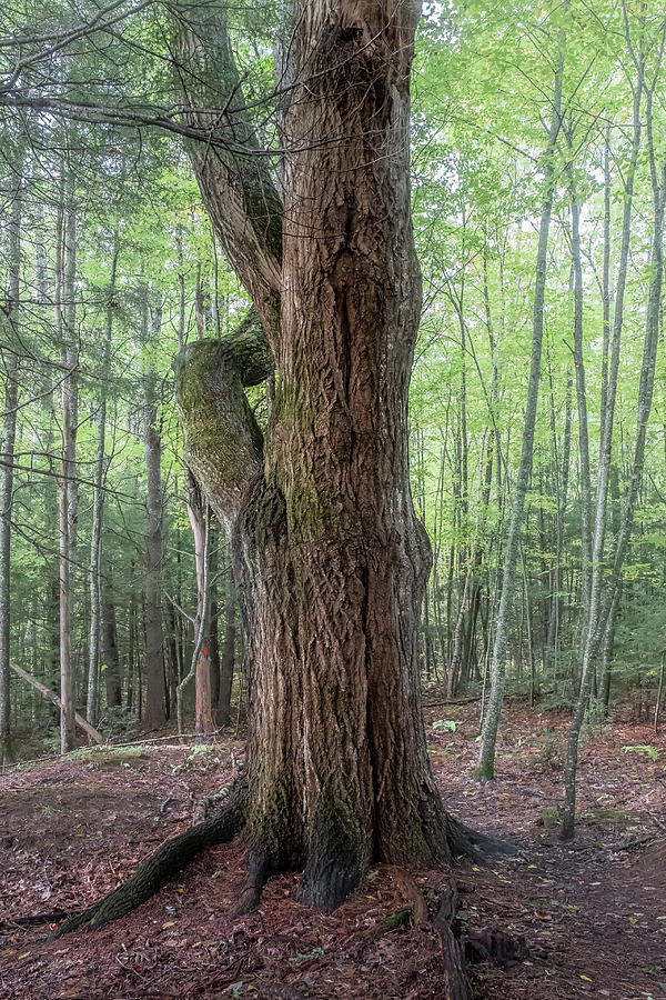 The Woodland Oak Photograph by Joseph Smith