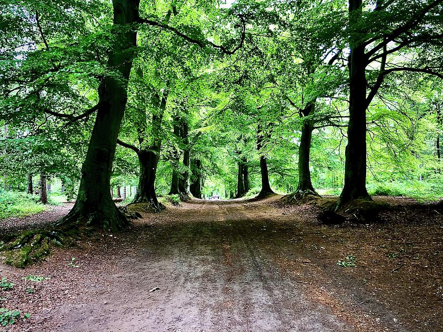 Harlestone Woods in May Photograph by Gordon James