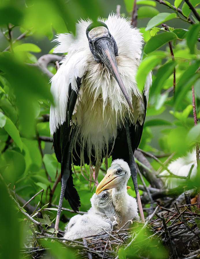 The Woodstork Family Photograph by Angie Mossburg