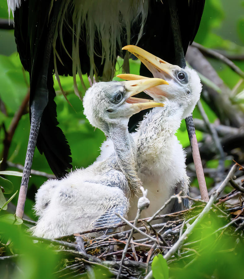 The Woodstork Twins Photograph by Angie Mossburg