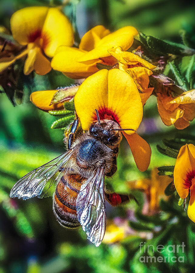 THE WORKER Bee Digital Art by Shadowlea Is