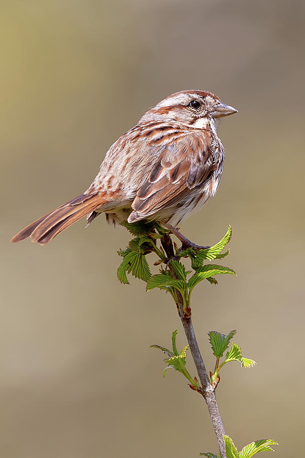 The World of a Song Sparrow Photograph by Dale Kincaid
