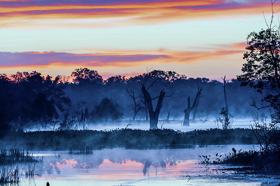 The Wraiths of Brazos Bend Photograph by Gerard Harrison