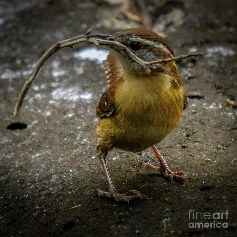 The Wren Is A Family Wren Photograph by Philip And Robbie Bracco