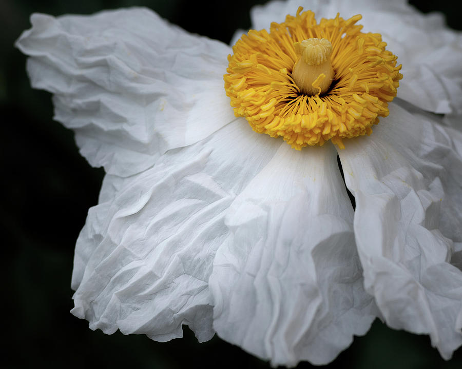 The wrinkles of a Matilija Poppy Photograph by Alessandra RC