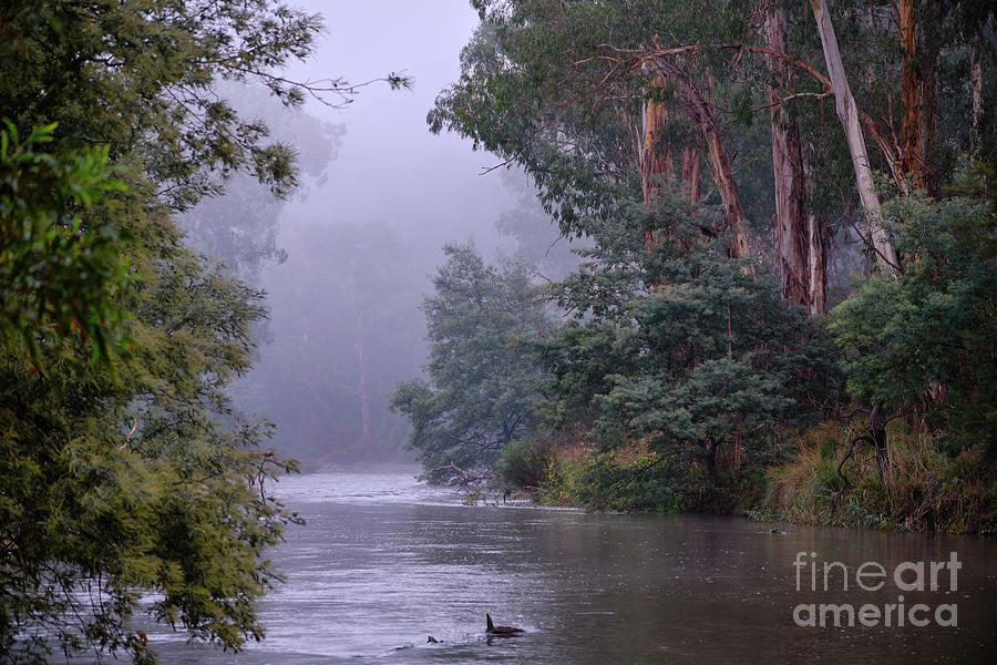 Tree Photograph - The Yarra Plays Misty by Neil Maclachlan