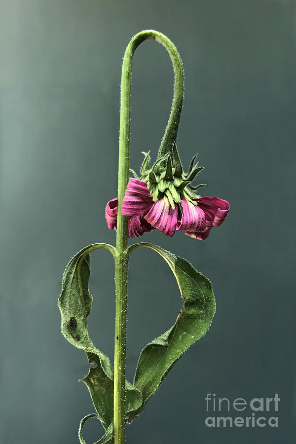 Flower Photograph - The Year 2020 by Bernd Billmayer
