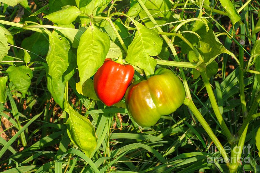 The Year My Dad Grew Peppers Photograph by Karen Silvestri The Year My Dad Grew Peppers Photograph by Karen Silvestri