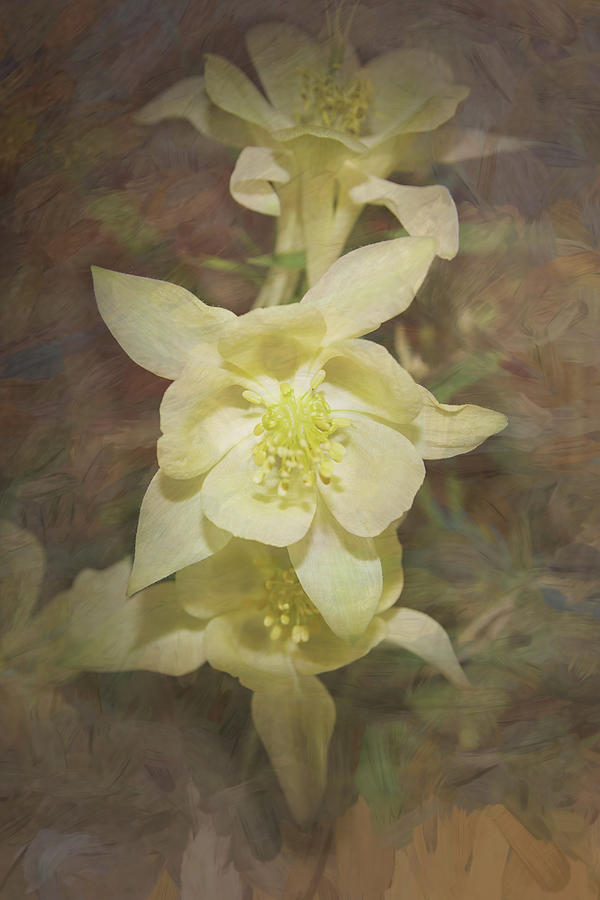 The Yellow Columbines Photograph by Ernest Echols