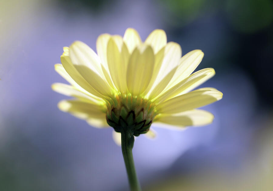 The Yellow Daisy Loves the Sun Photograph by Johanna Hurmerinta