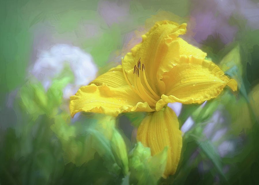 Flower Photograph - The Yellow Daylilies in the Garden by Mary Lynn Giacomini