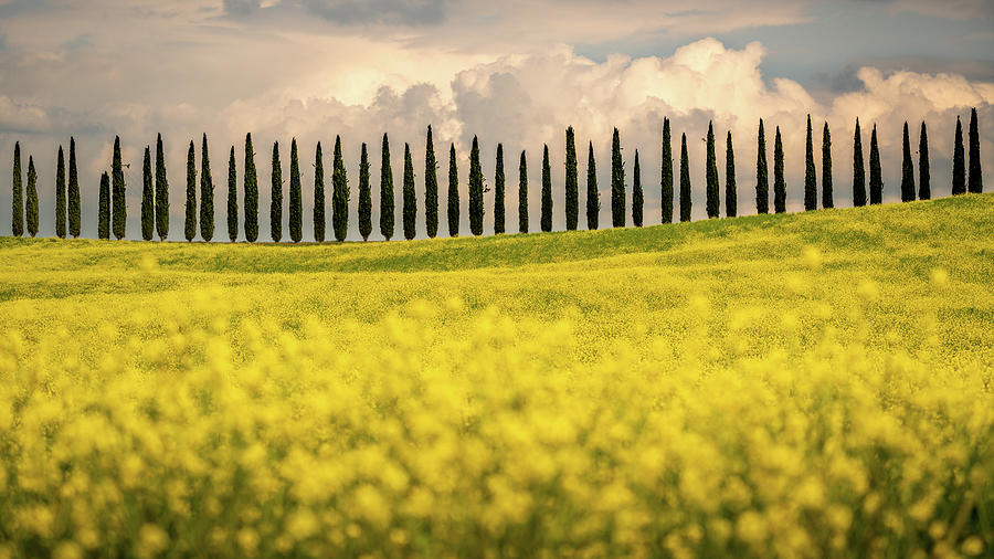 The Yellow Field Photograph by Ewa Jermakowicz