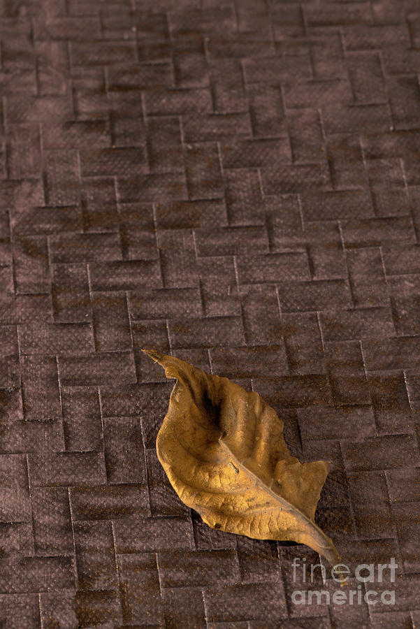 The Yellow Leaf Photograph by Kiran Joshi
