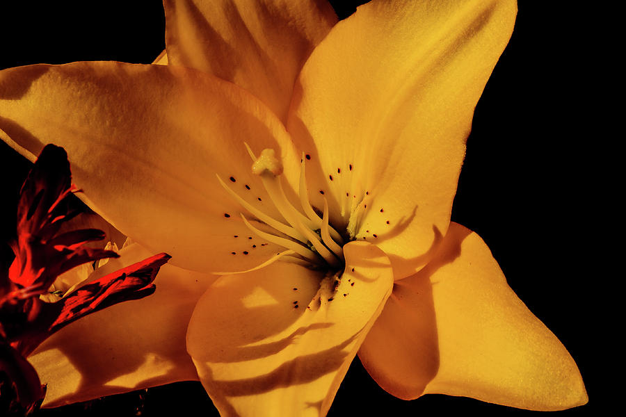 The Yellow Lily Photograph by David Patterson