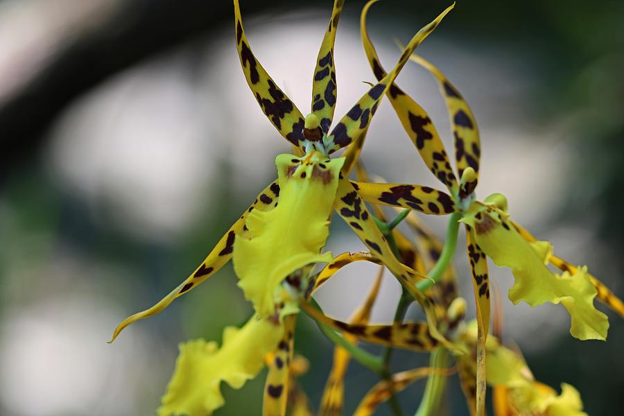 The Yellow Orchid Photograph by Michiale Schneider
