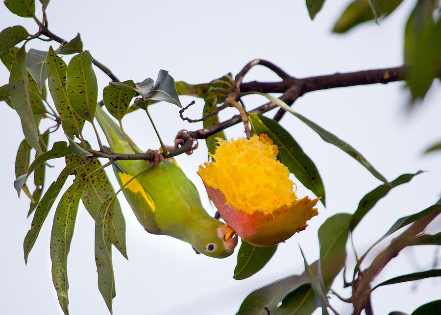 The yellow parakeet eating a delicious mango. Photograph by CRMacedonio