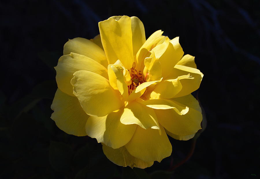 The Yellow Rose In Natural Light Photograph