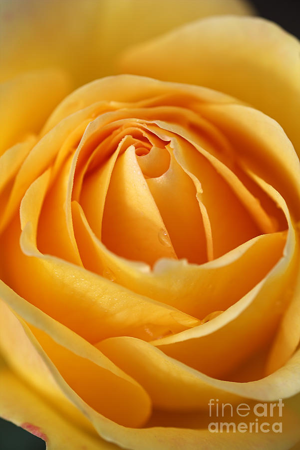 Nature Photograph - The Yellow Rose by Joy Watson