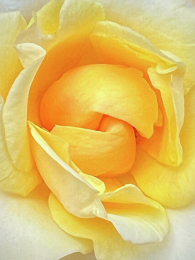 The Yellow Rose Photograph by Mary Lee Dereske